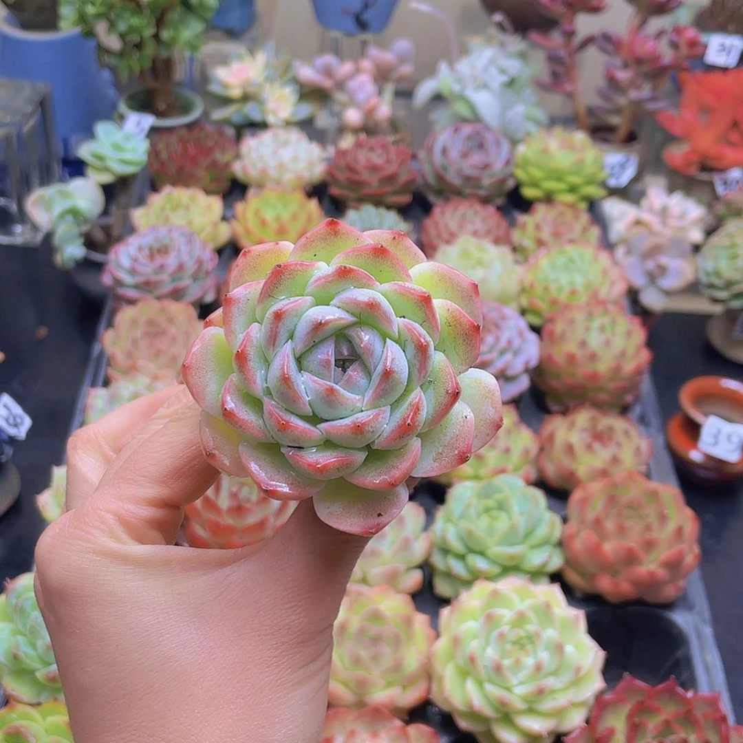 ****a花钱花钱花钱还花钱