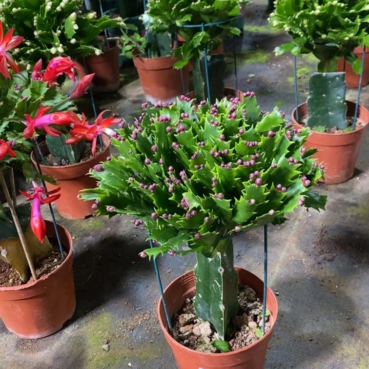 当前无花栽培后可以开花天*见269加勒比