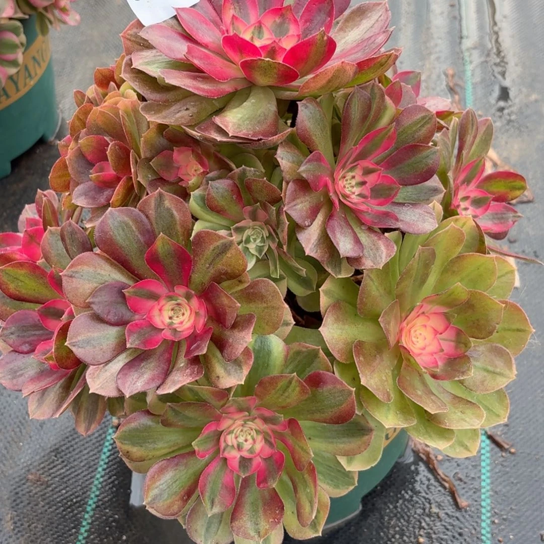 561荔枝多肉植物福利