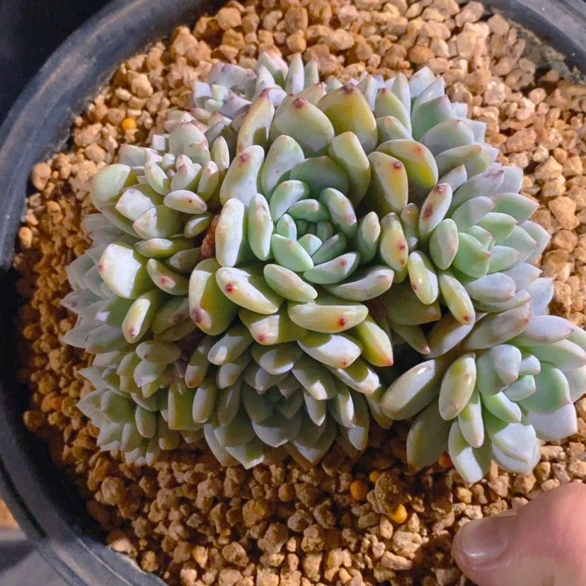 【闪购商品】榴***淋111111