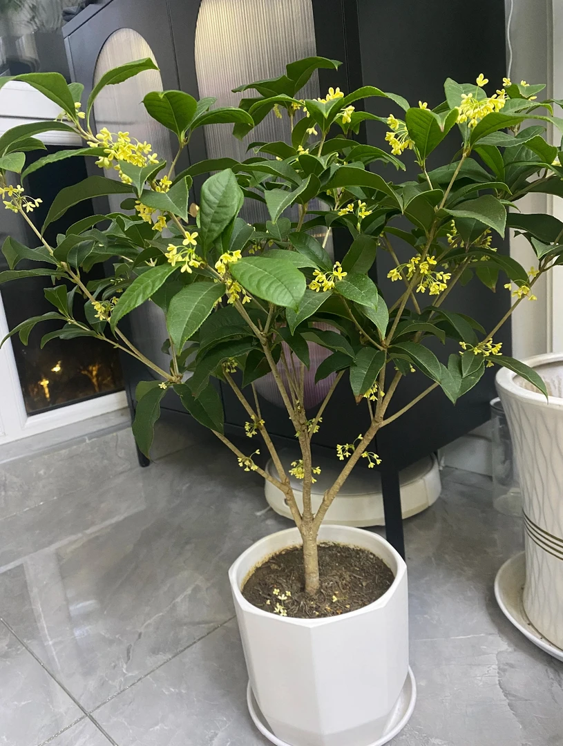 正宗四季桂花 桂花盆栽 桂花树 好养易活 八年苗