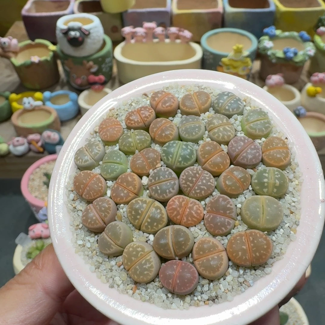蘑菇1159橄榄彩拼多肉植物