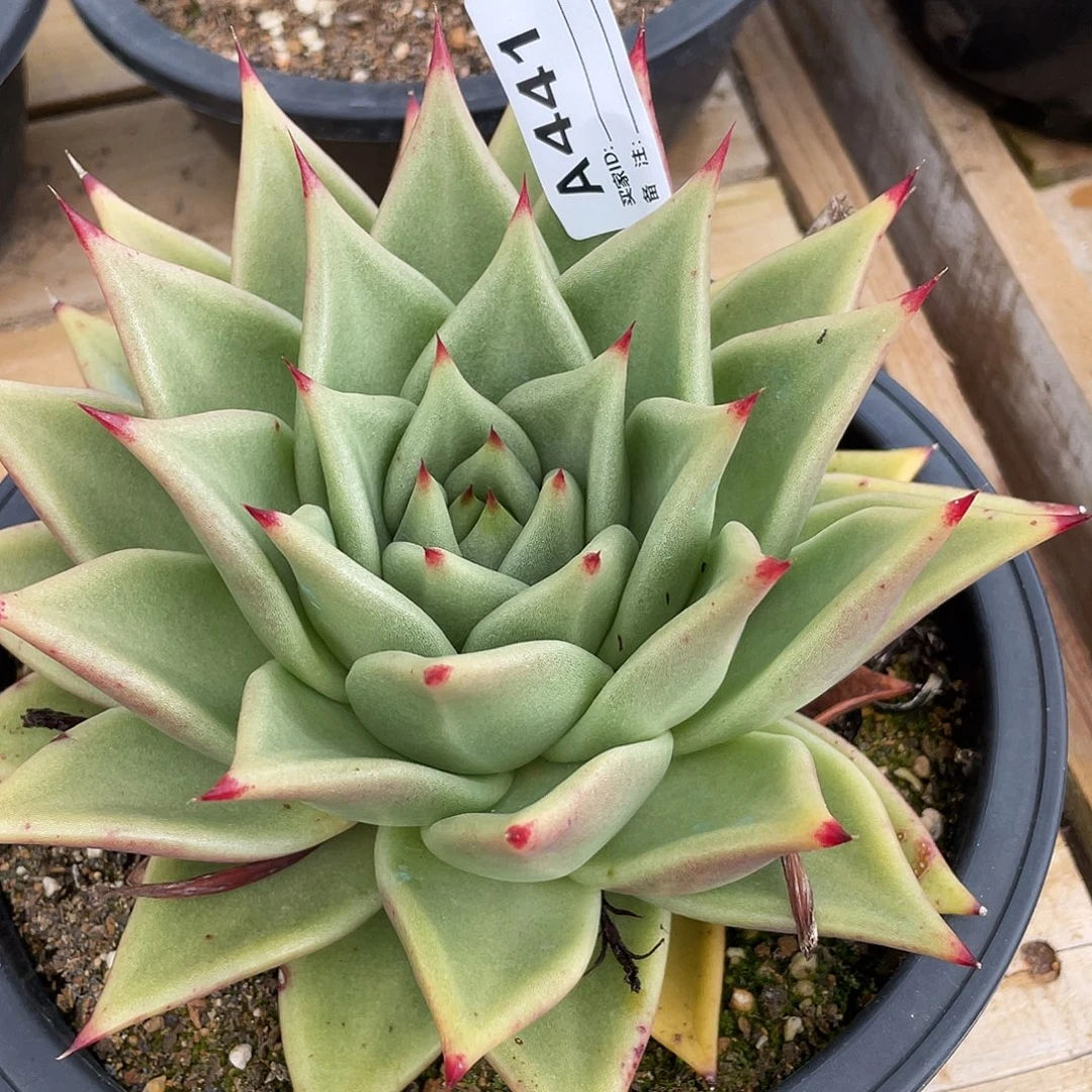 若如东云单拍A441