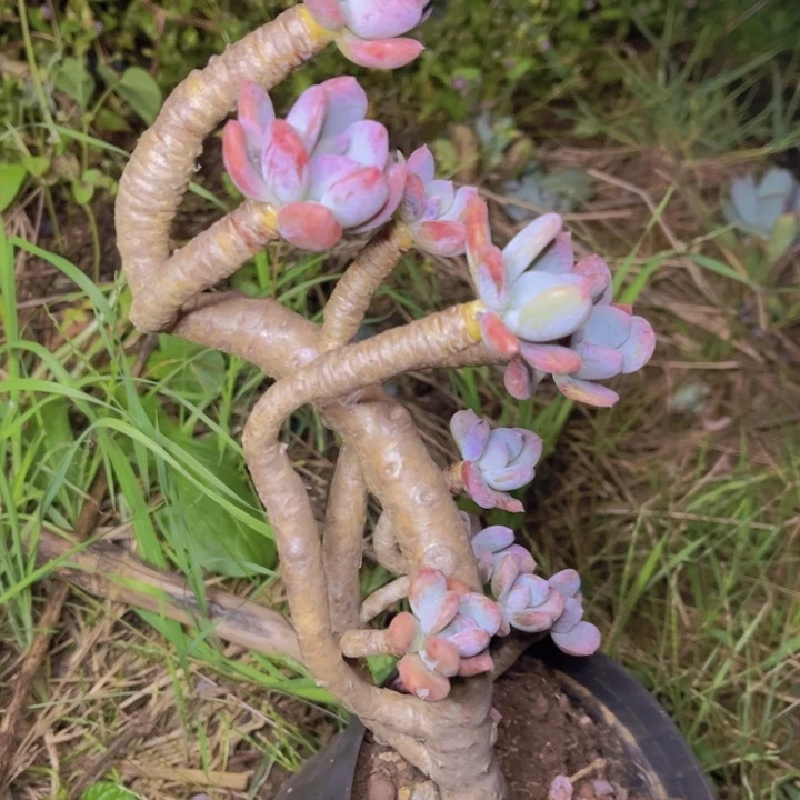特价老桩造型灰姑娘全状态