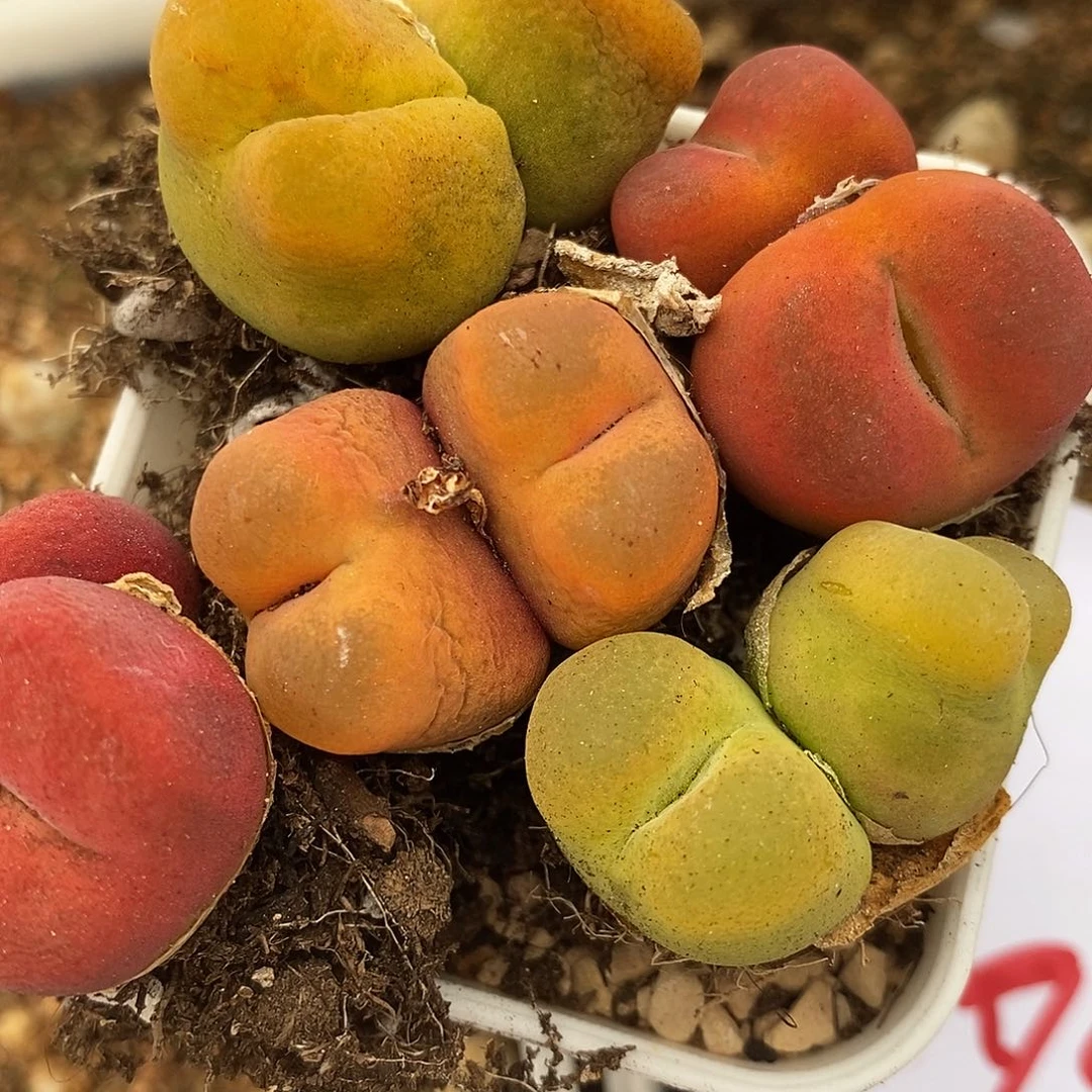 2940双头丝绒彩蟠桃一组