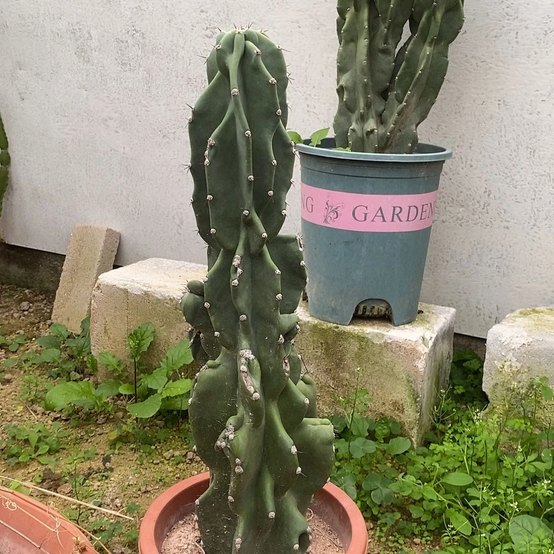 象腿柱一物一拍一棵