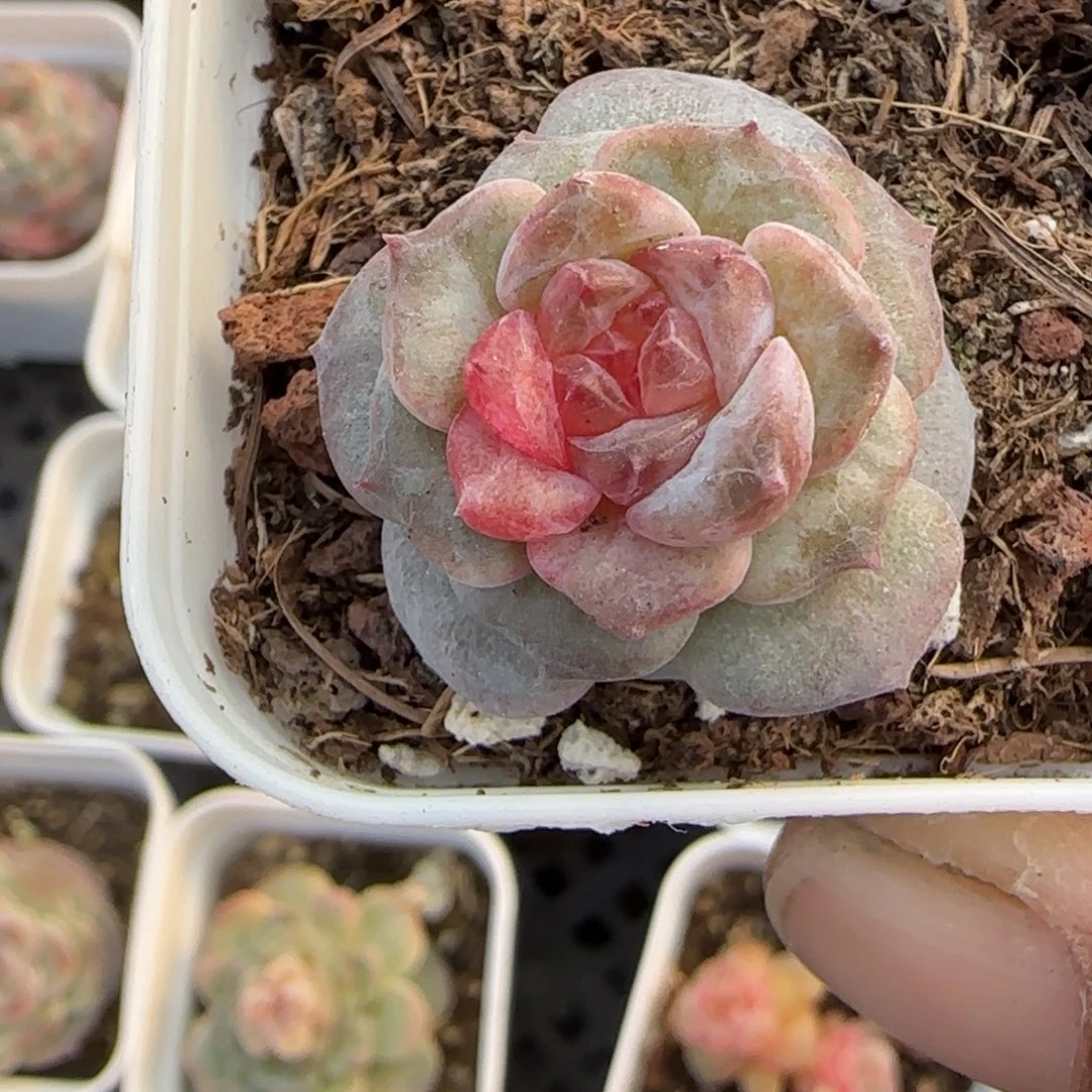 多肉小卡拉米糖心一物一拍