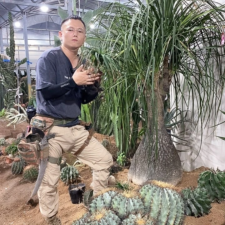 胸径6公分酒瓶兰小苗