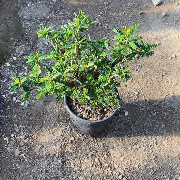 不***某完全开放沙漠苏木带盆