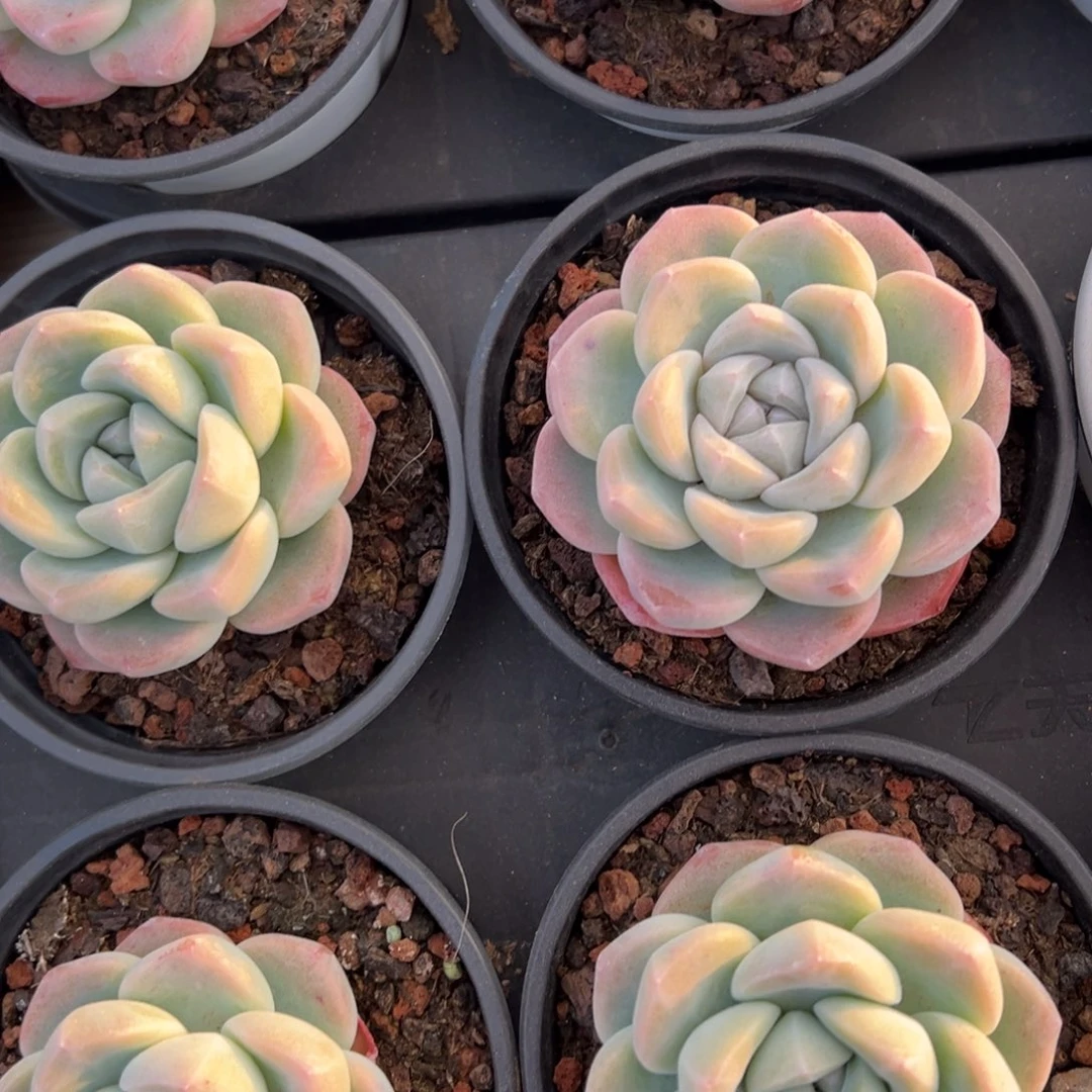 大冰玉，九块九包邮哦。