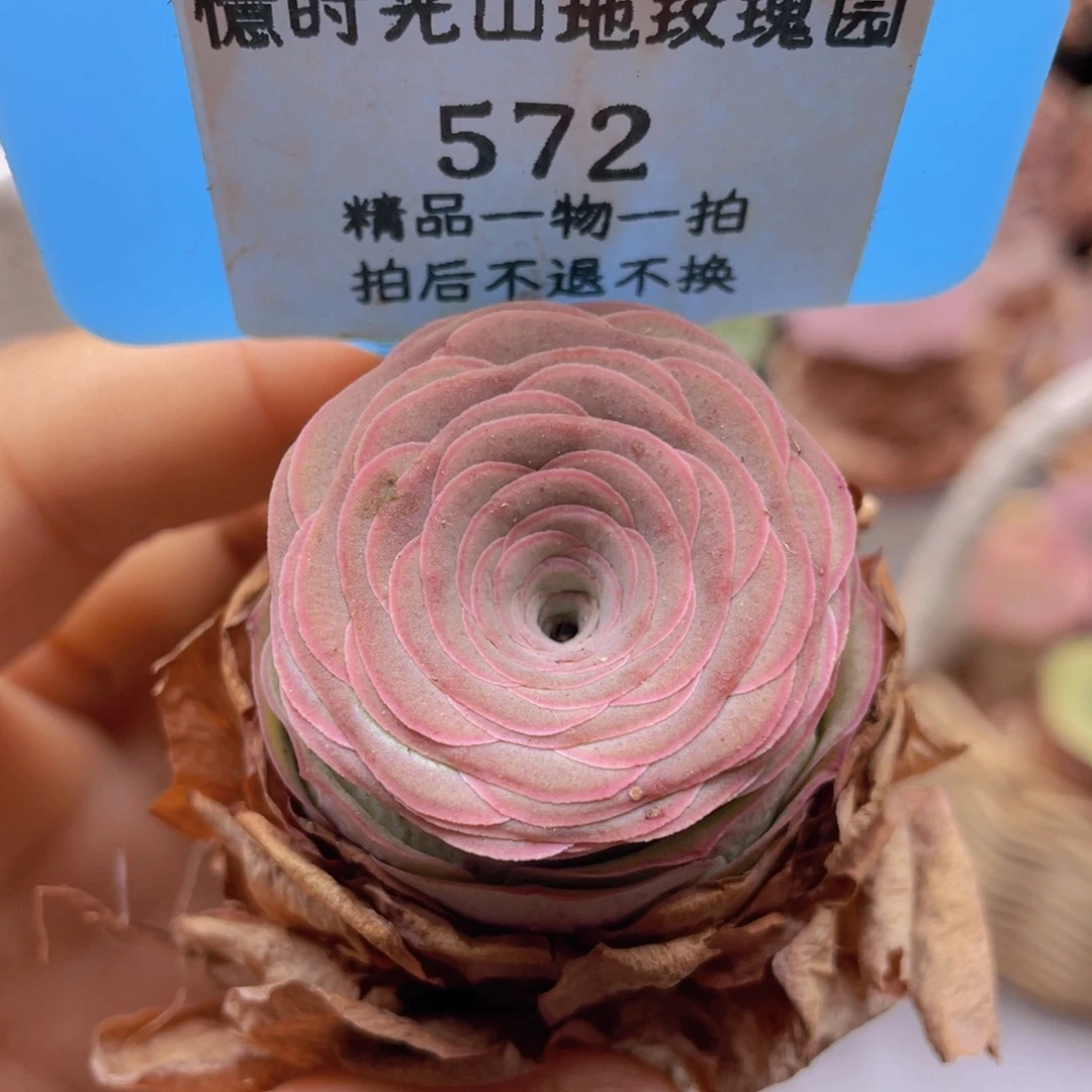 山地玫瑰572裸根发货不售后