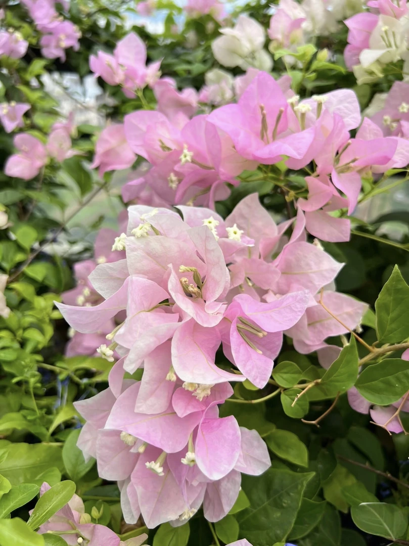 广红樱三角梅 四季开花勤花好养活 运输途中掉花掉叶 介意勿拍