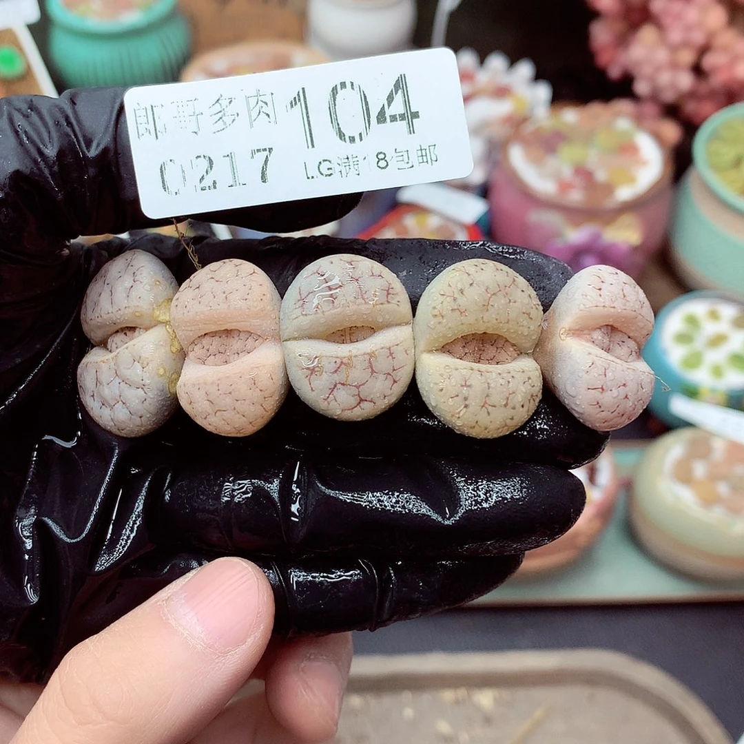 郎哥多肉生石花，17-104