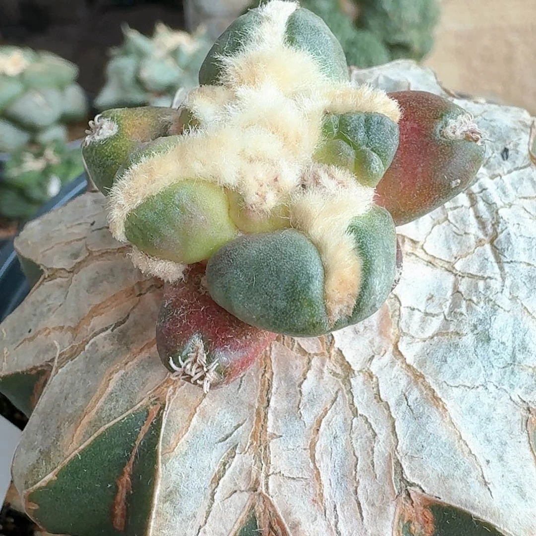 【闪购商品】无花朵蛋尤锦