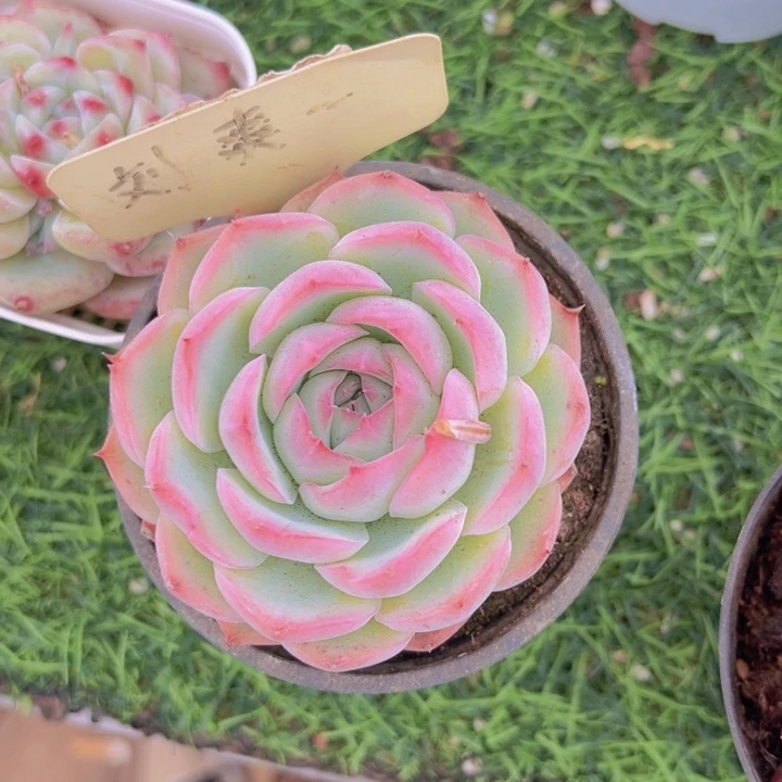 健健康康平平安安