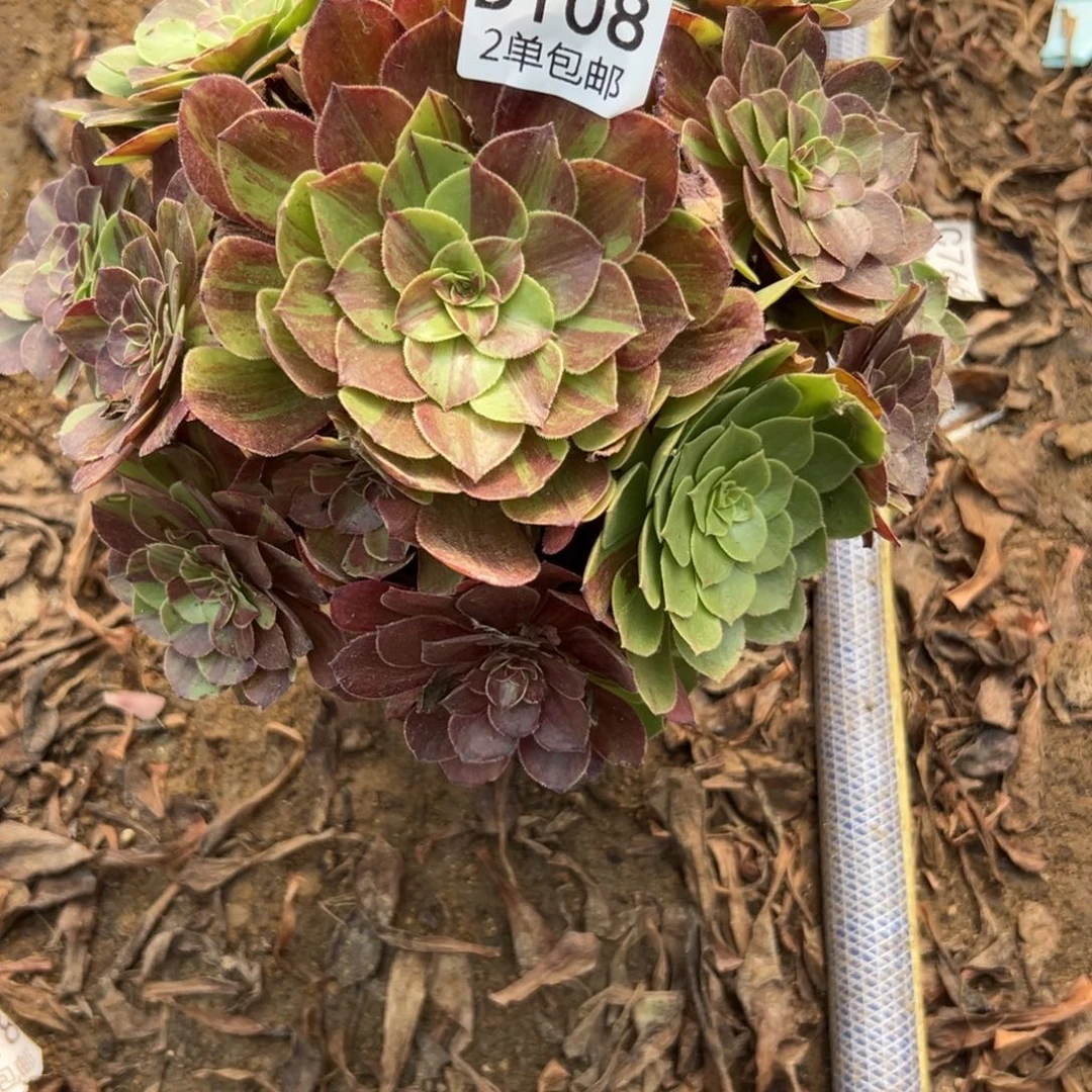 108多肉  花月夜不包断头