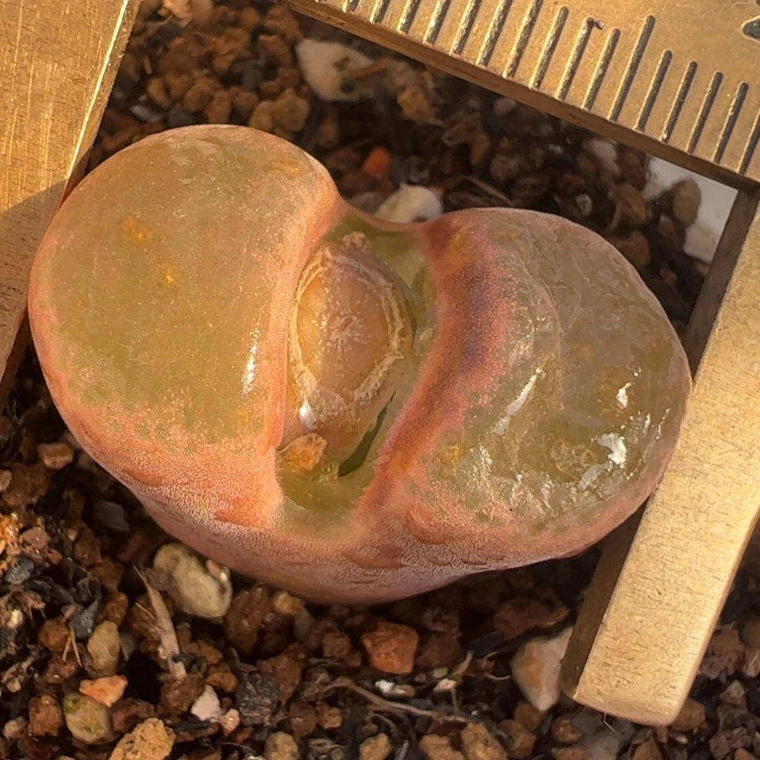 2.3厘米多肉植物百科1