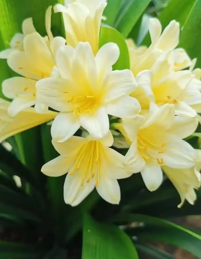 [精品君子兰】室内好养易活君子兰13-16片叶子1棵