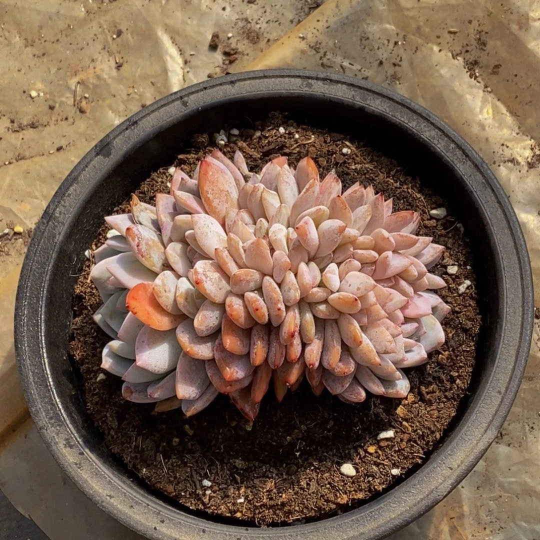 简****48包邮一物一拍多肉植物