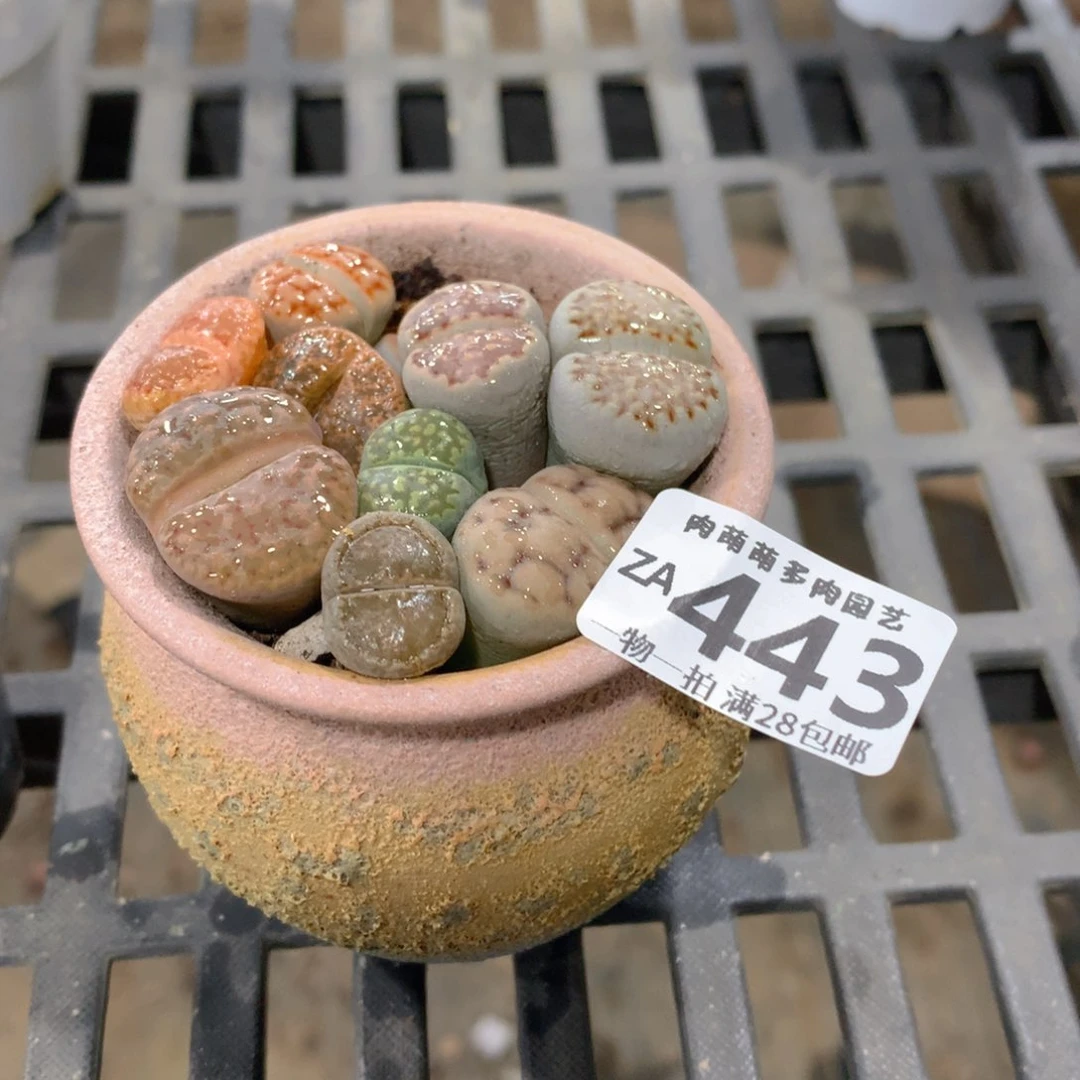 肉萌萌拇指盆精控多肉ZA443