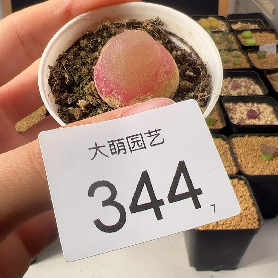 0000344 一物一拍。