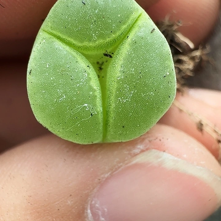 无花朵多肉植物269