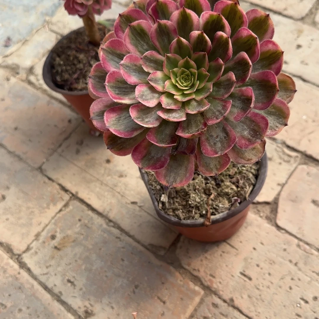 无花朵红铜超白特价