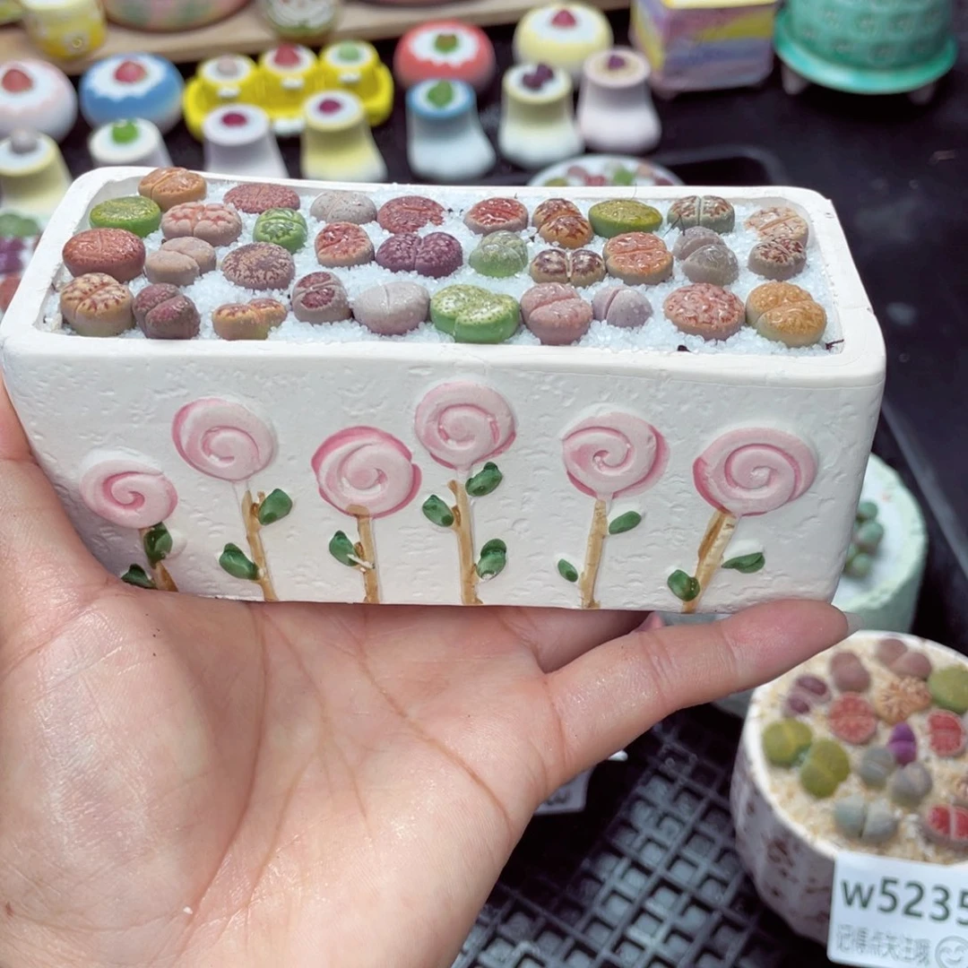 w5237 带盆土发货一物一拍