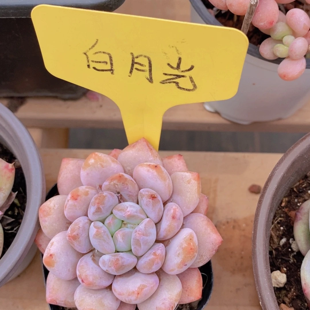 开心多肉，一物一拍，一单包邮