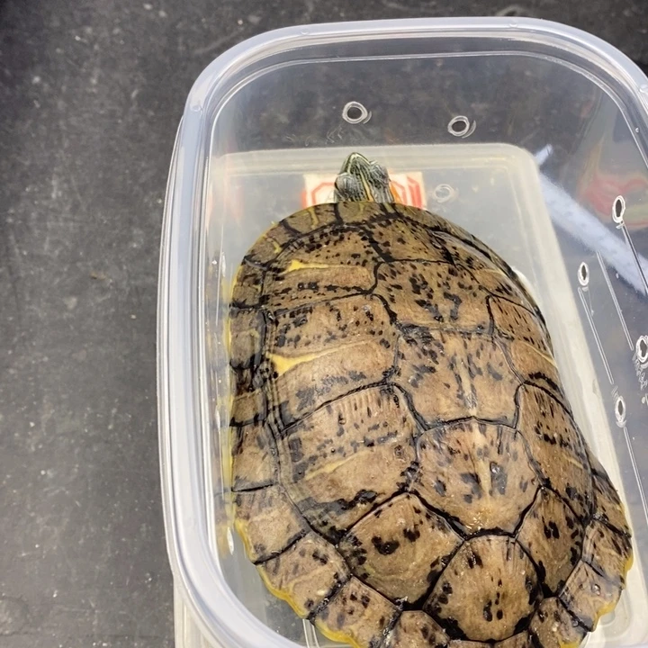 巴西彩龟母6666666666