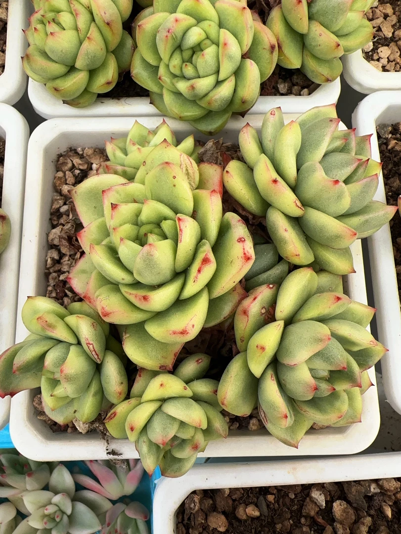 5头母本紫玉珍妮锦无砍群（8cm）脱土金先生精品多肉