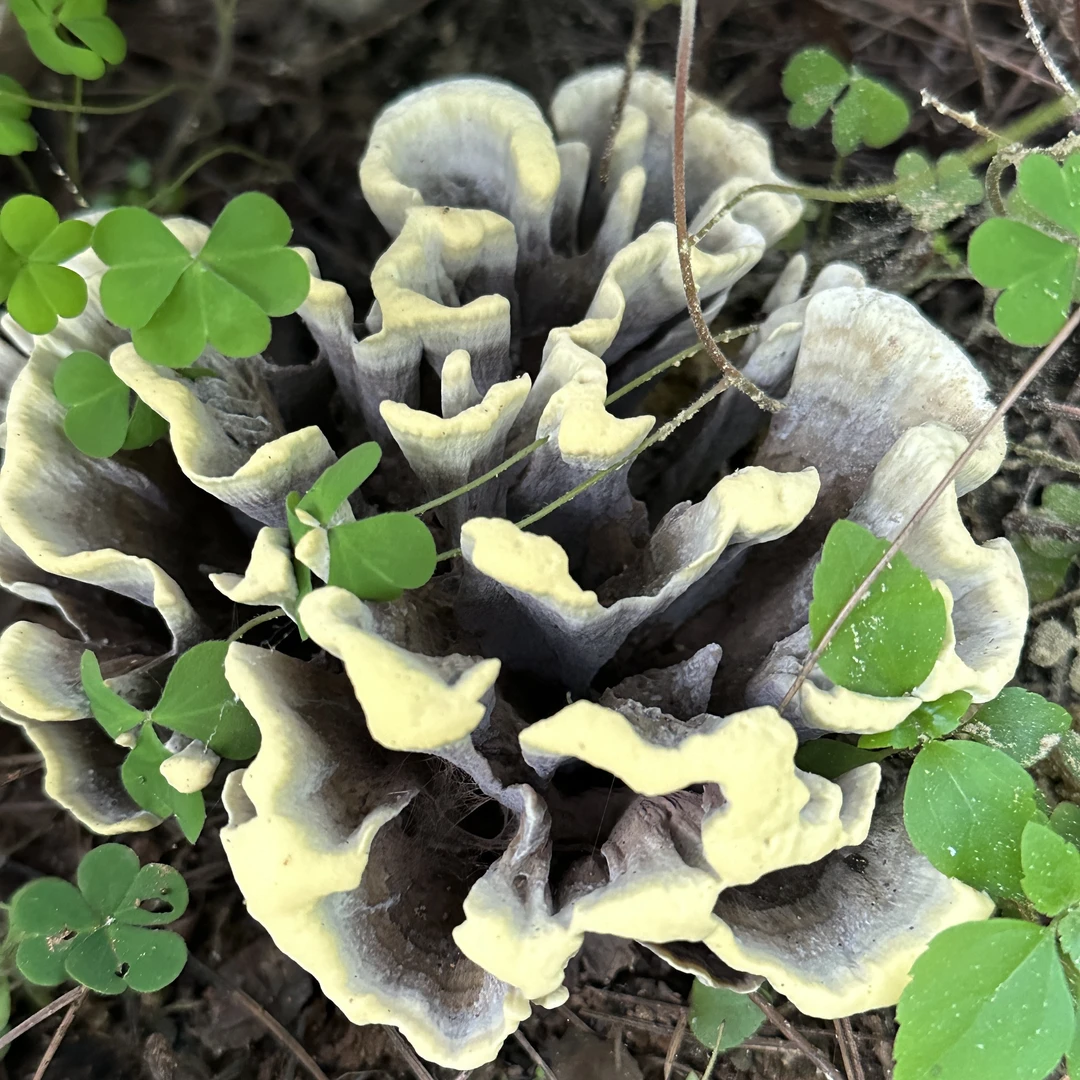 宜良小哨特产新鲜野生干巴菌顺丰包邮