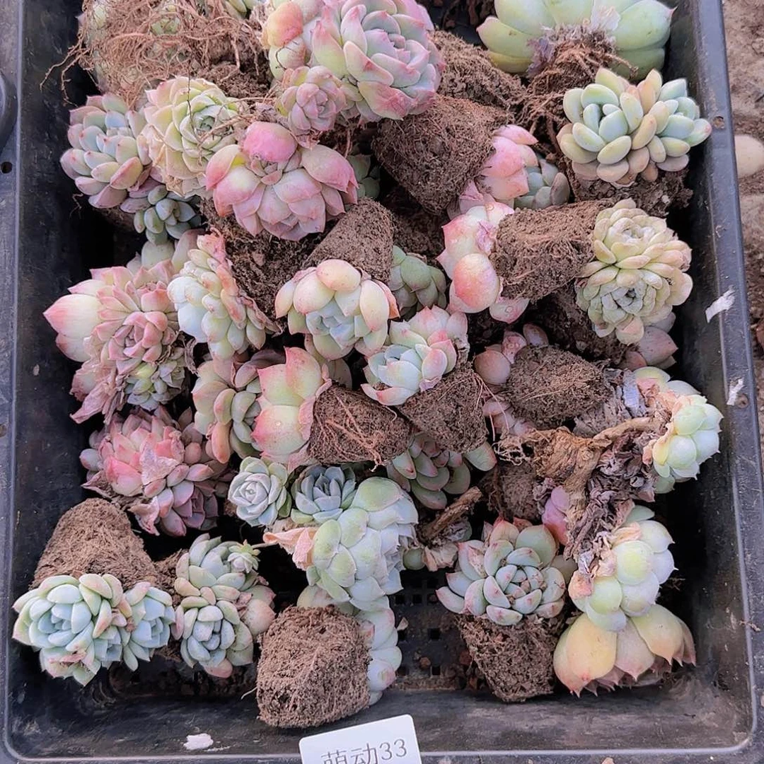 直播一物一拍多肉33