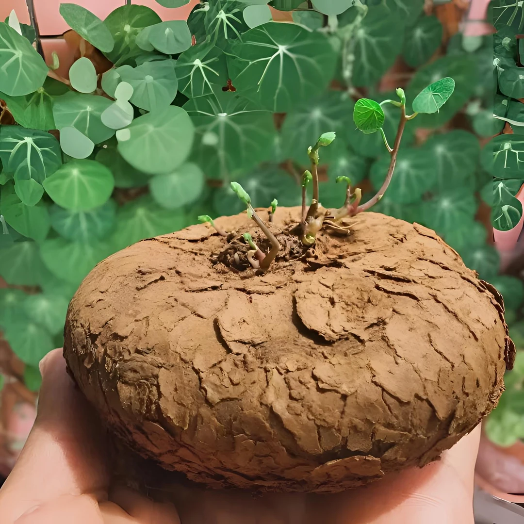 易活山乌龟爬藤绿植金不换室内盆栽圆叶耐旱水培多肉地不容庭院