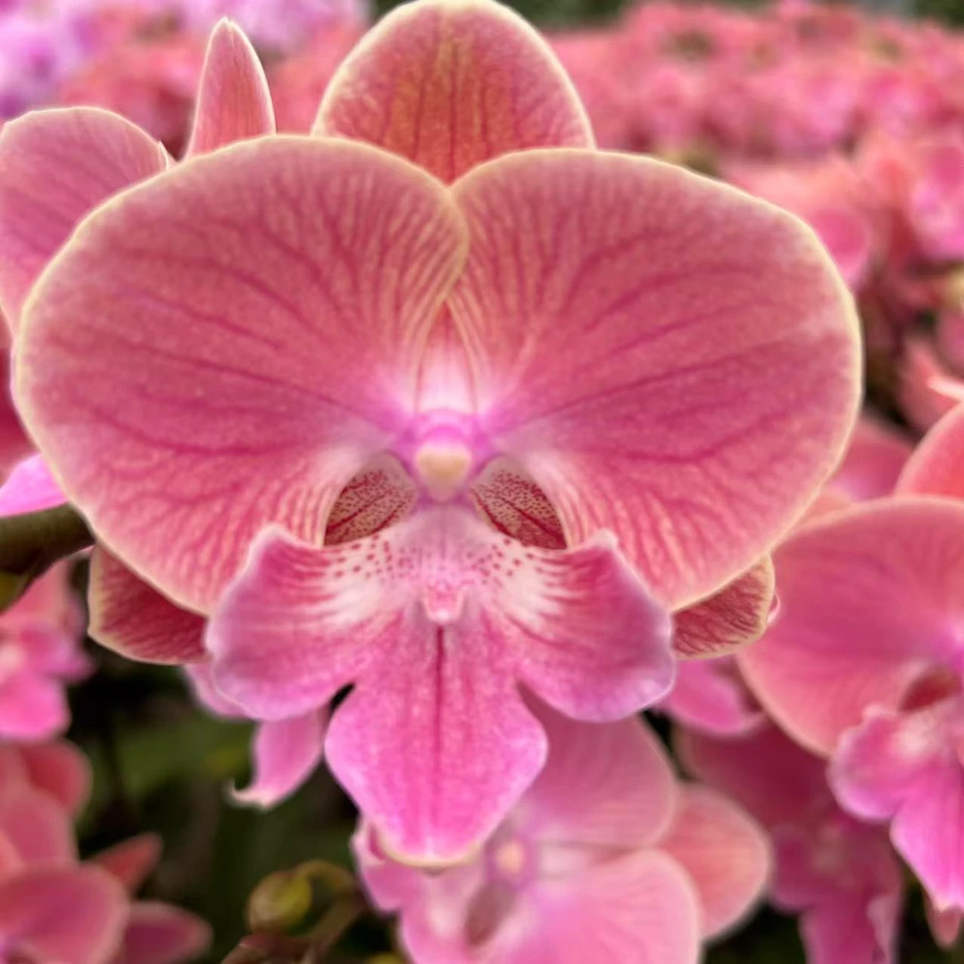 甄选（唯美大舌头）蝴蝶兰花卉鲜花 大花型蜡质 大舌头稀有品种