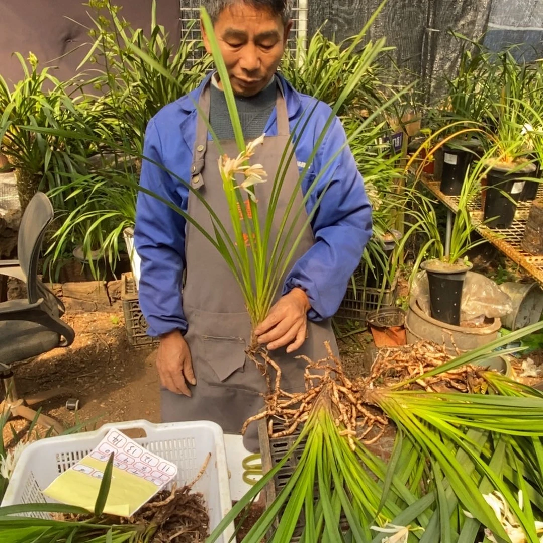 完全开放3棕根大雪兰