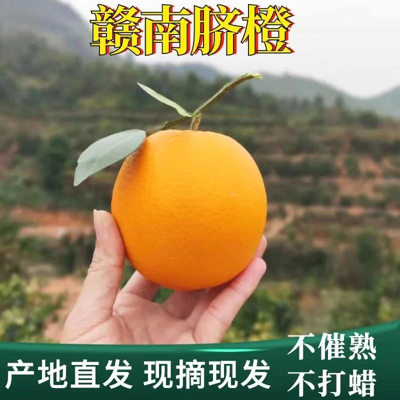 【咩咩专属】正宗赣南脐橙现摘现发