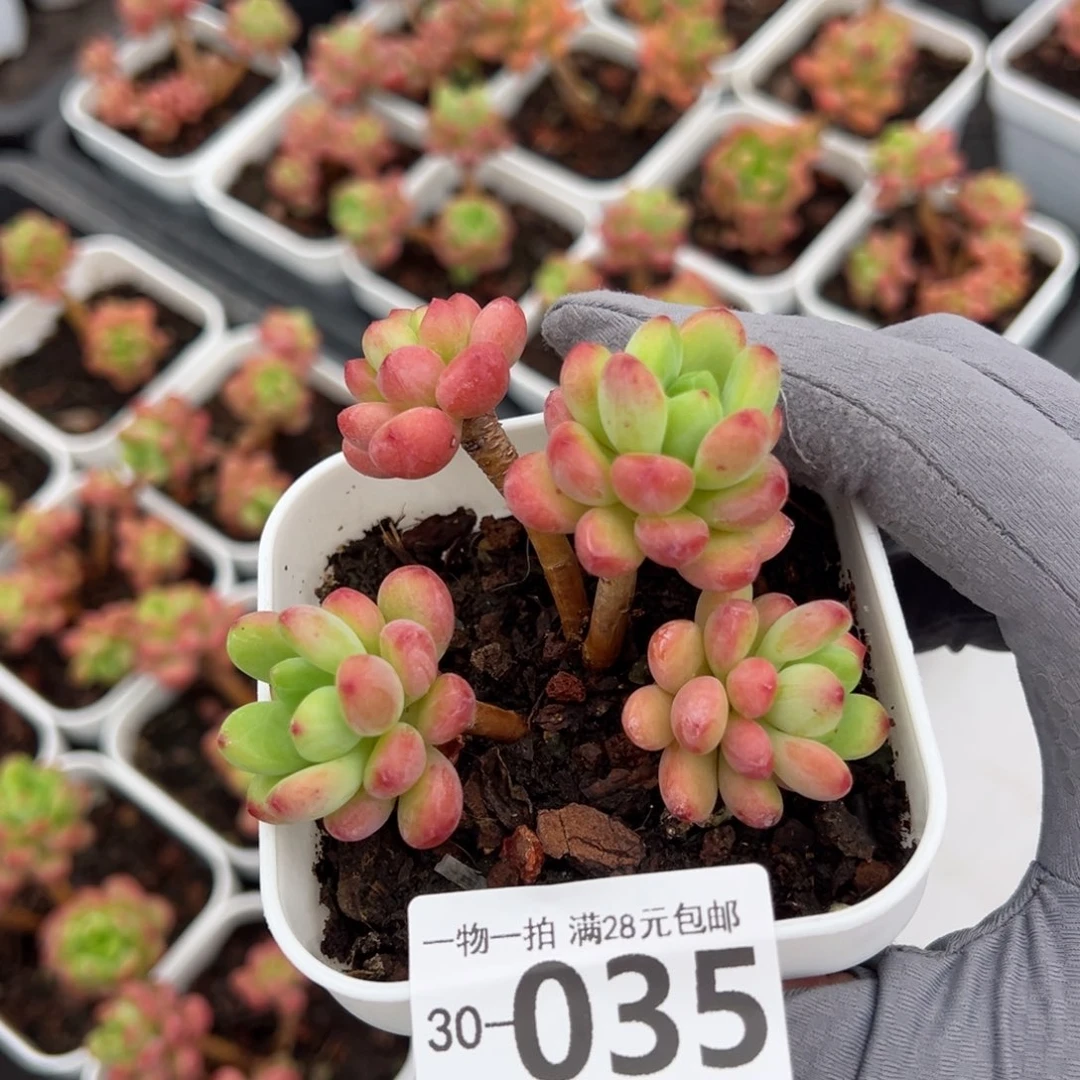 香格里拉多肉多肉多肉多肉