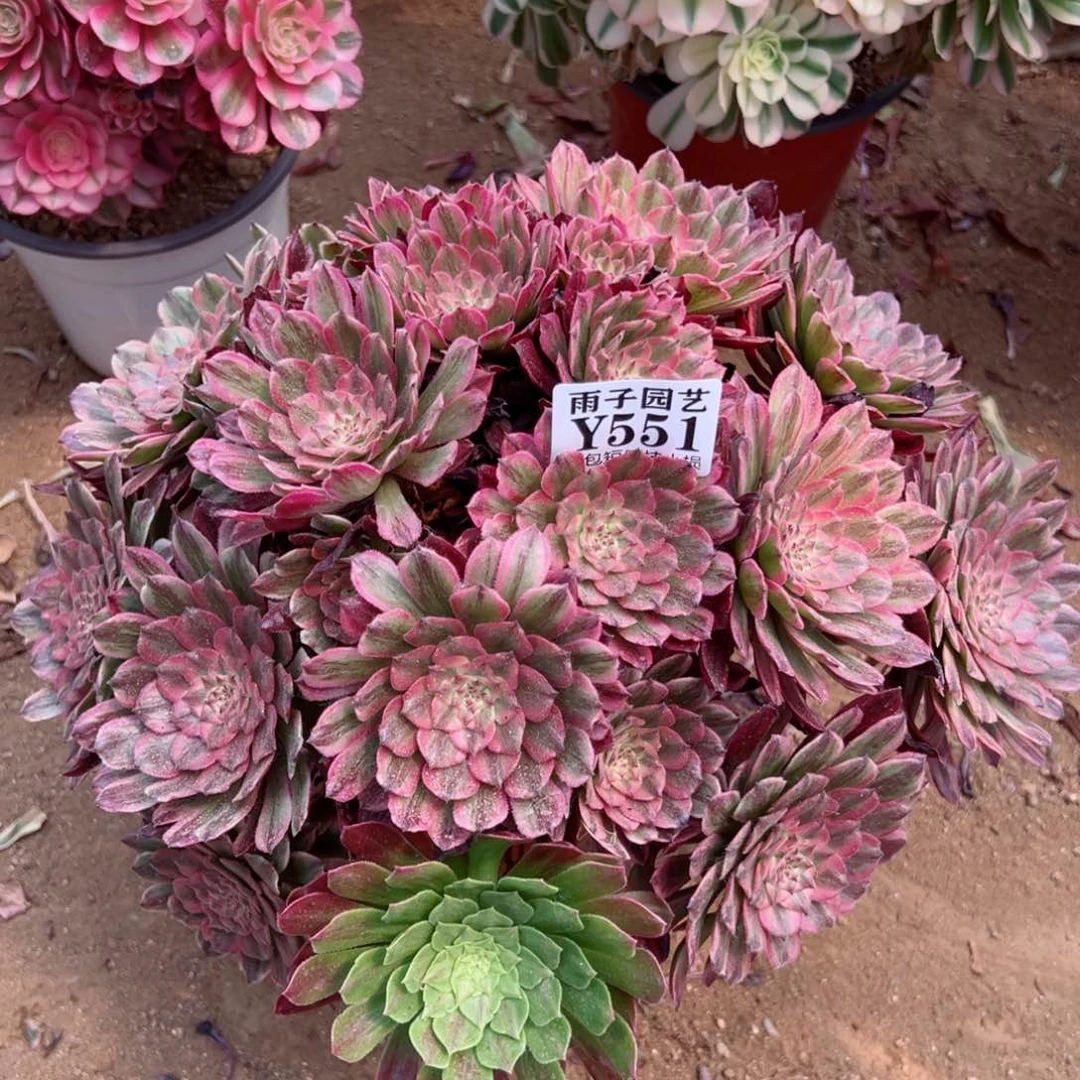 551夕颜尺寸25左右