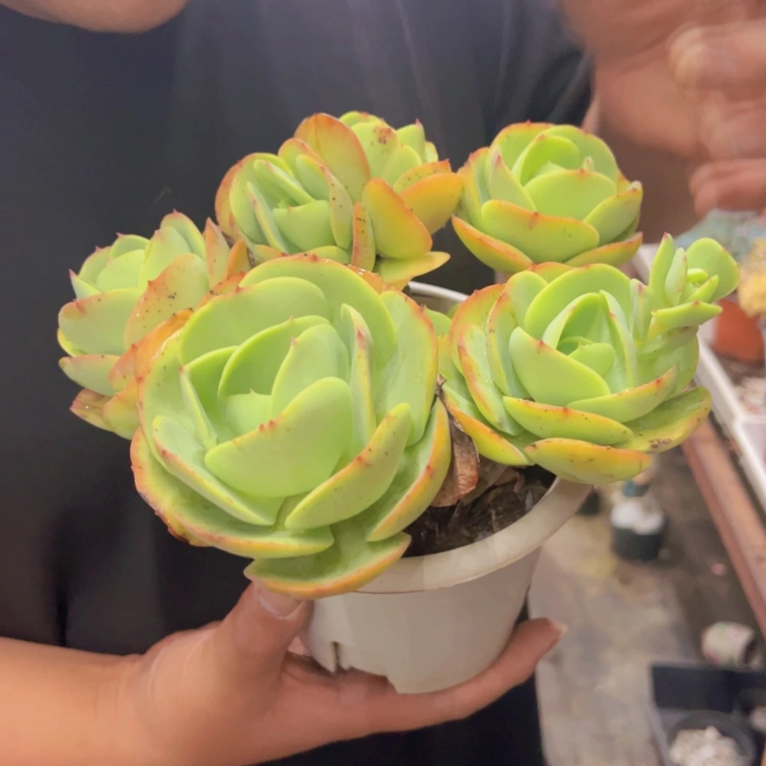 鸡蛋碧桃五头起发，160杯