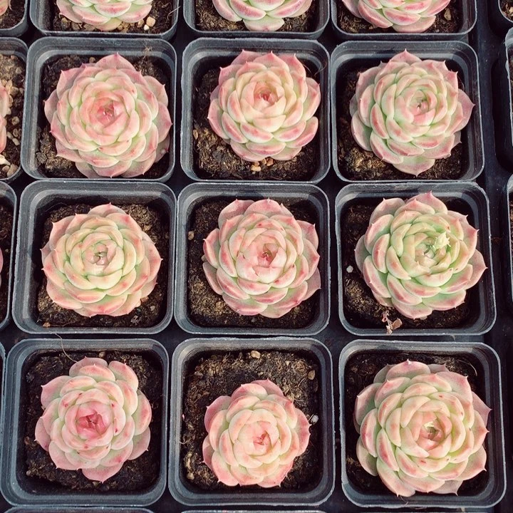 旺仔6cm随机单头一颗