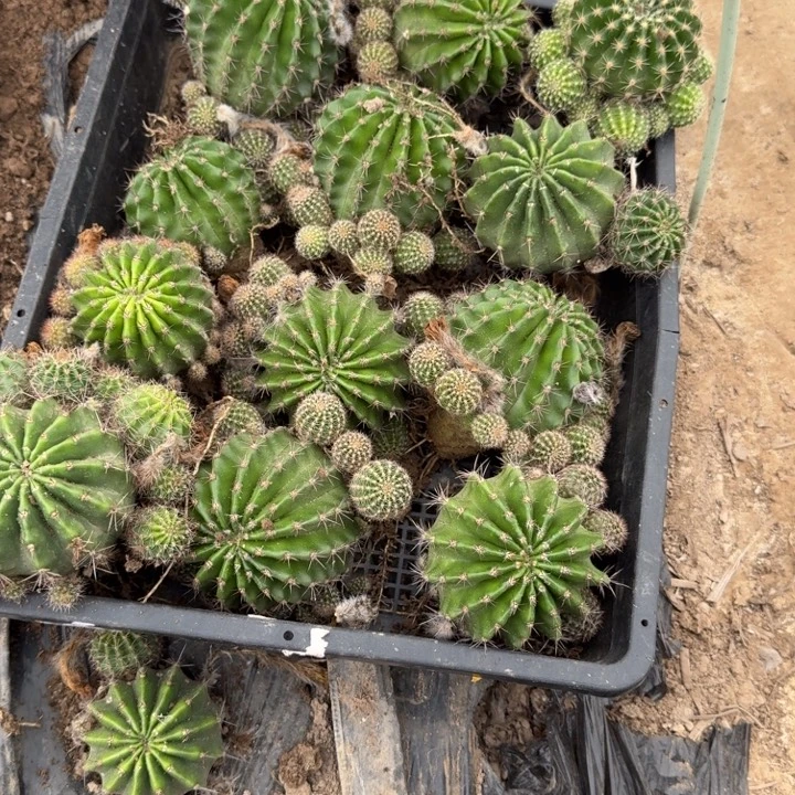 357彩草6公左右掉侧牙无售后斑一个