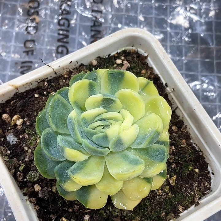 贝瑞黄锦多肉植物