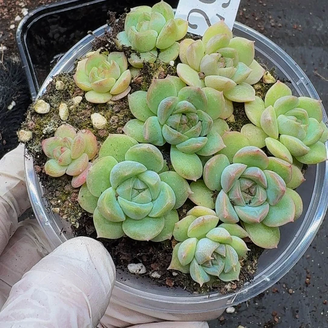 枫**站多肉植物多肉植物299