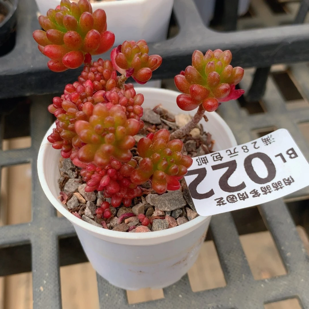 P肉萌萌5cm拇指盆精控多肉BL022