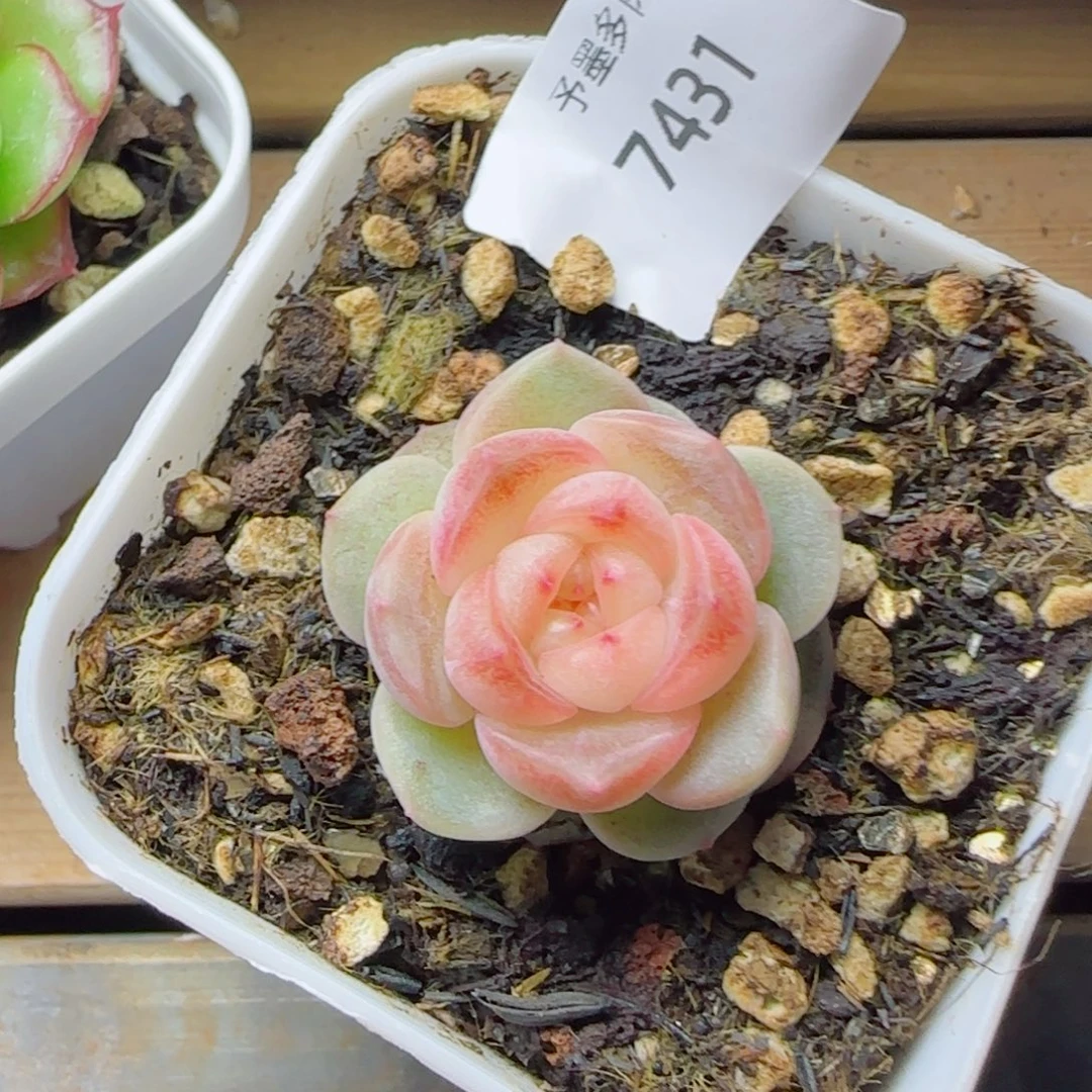 彩虹方糖，7431多肉植物