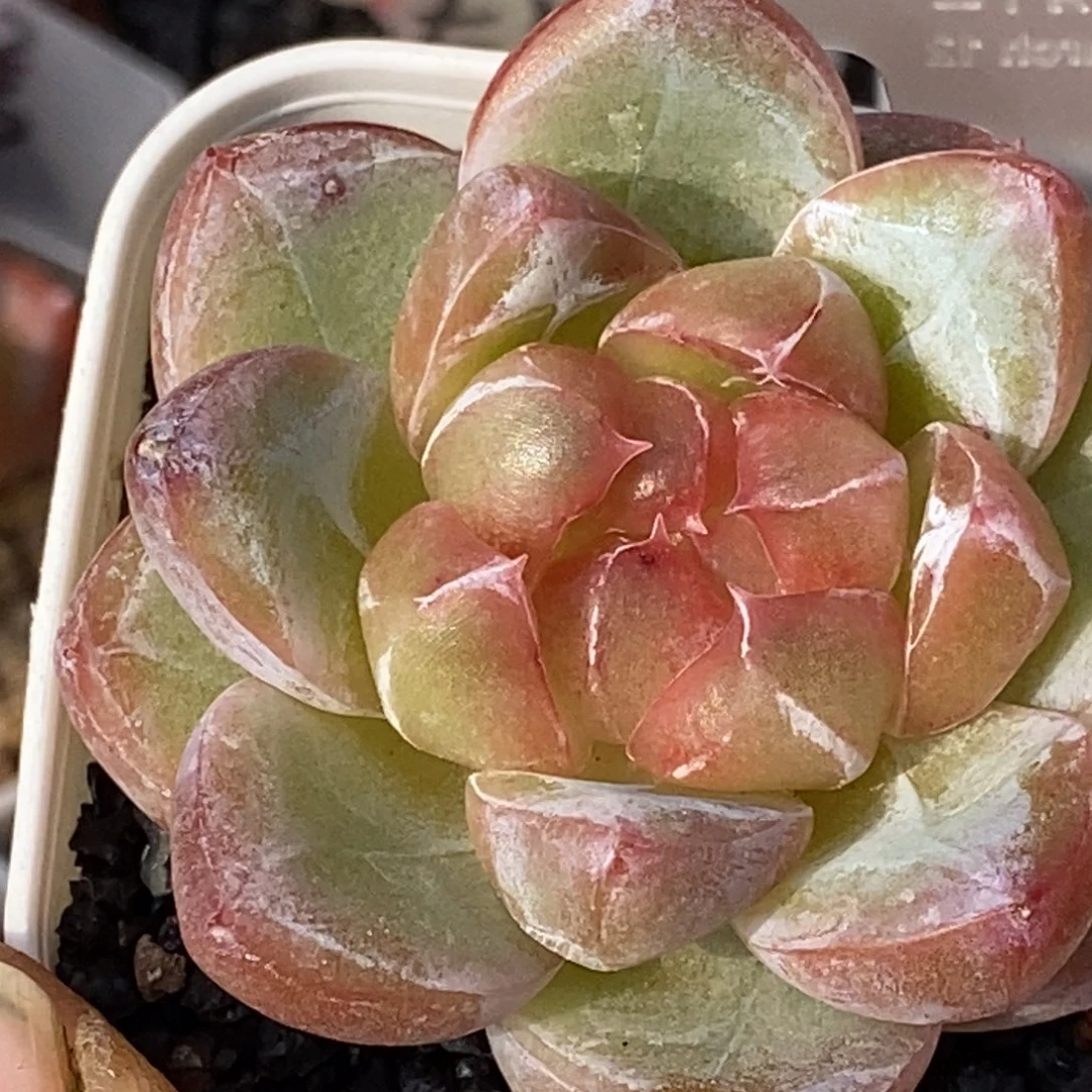 天官赐福百无禁忌