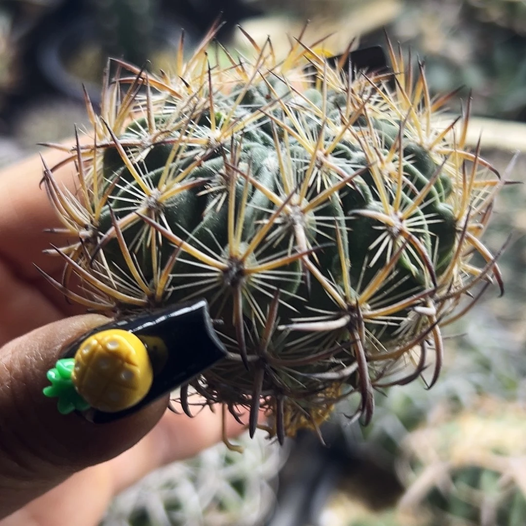 虎抓有根仙人球66666666