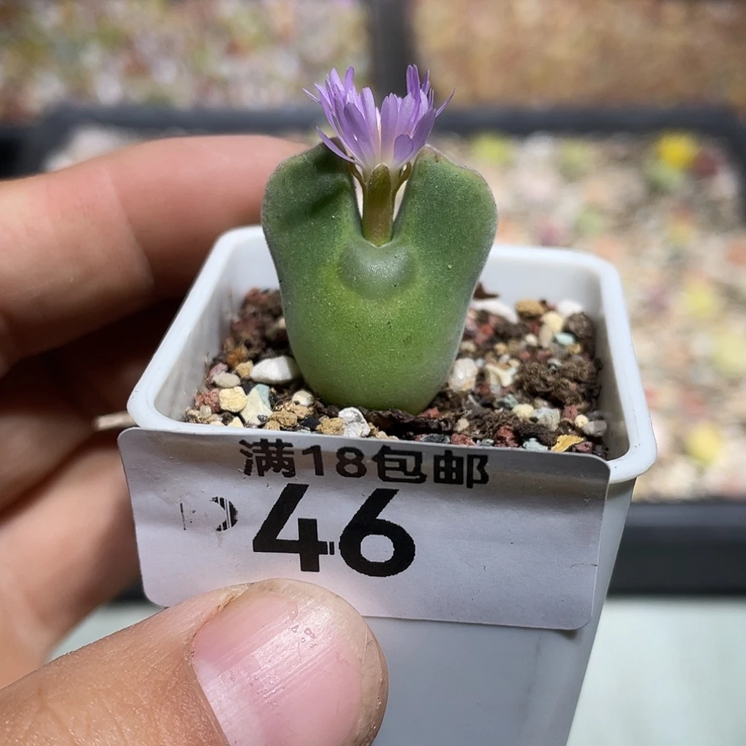 当天凑满十八元包邮46