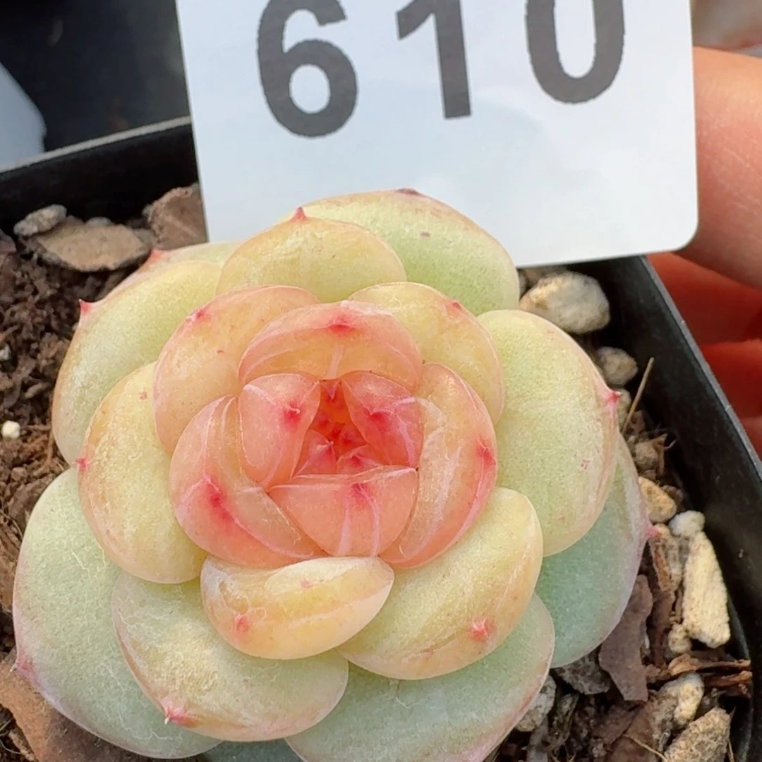 媚娘         精品多肉